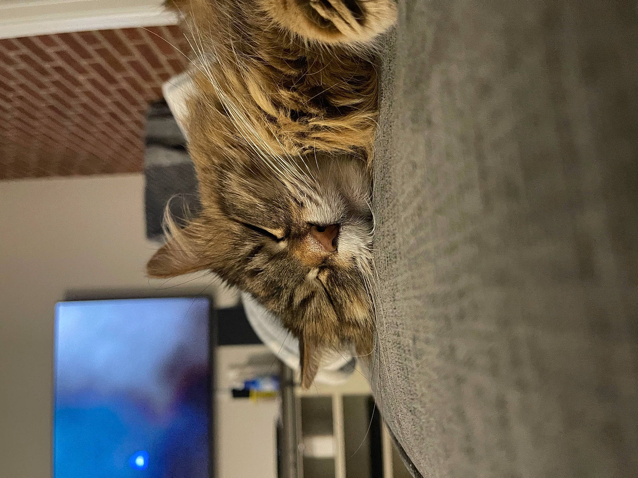 Candy joined the competition — help win amazing prizes! cat, computer, computer_monitor, display_device, domestic_short_haired_cat, felidae, fur, led_backlit_lcd_display, metal, room, small_to_medium_sized_cats, snout, tail, tourist_attraction, tree, visual_arts, whiskers, wildlife, wood