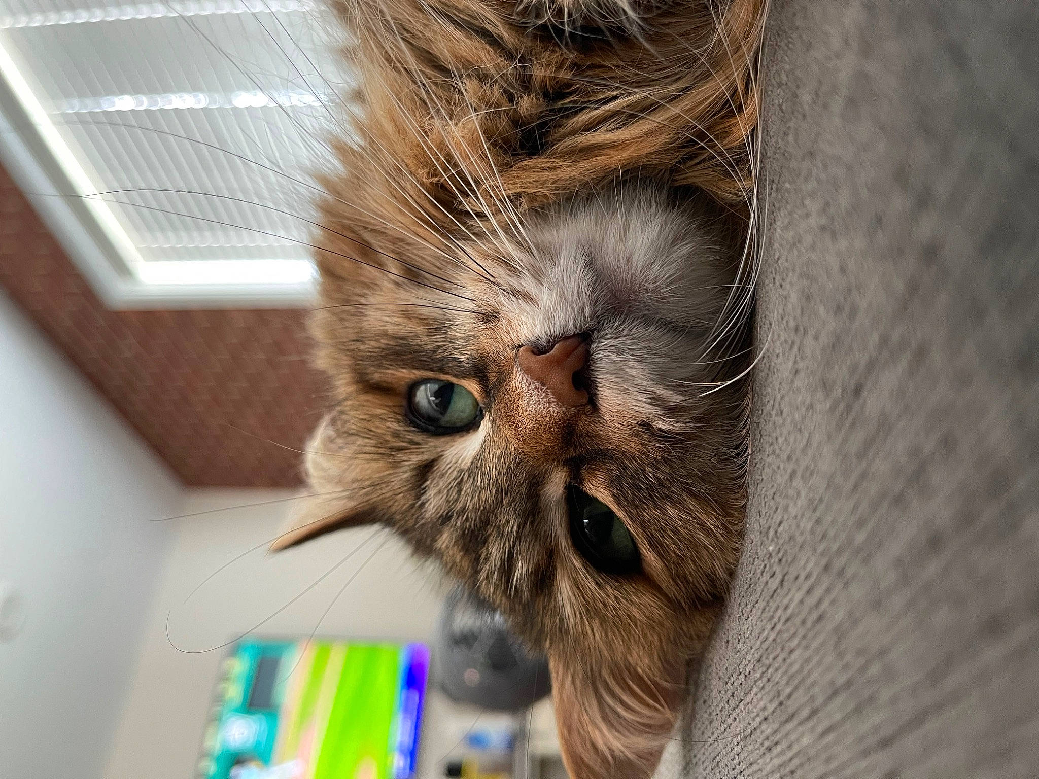 Candy is registered to the contest to win money with this photo: carnivore, cat, claw, domestic_short_haired_cat, fawn, felidae, flooring, fur, hardwood, paw, plant, room, small_to_medium_sized_cats, snout, terrestrial_animal, whiskers, wood