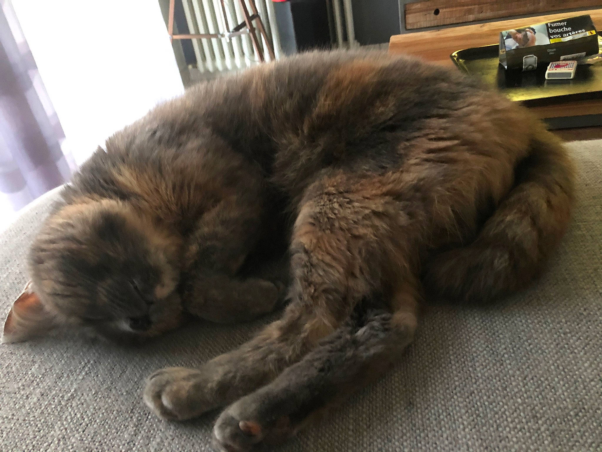 Chatoune a rejoint le concours — aidez-le/la à gagner de superbes lots ! canidae, carnivore, cat, fawn, felidae, fur, mammal, nap, paw, sleep, small_to_medium_sized_cats, snout, whiskers