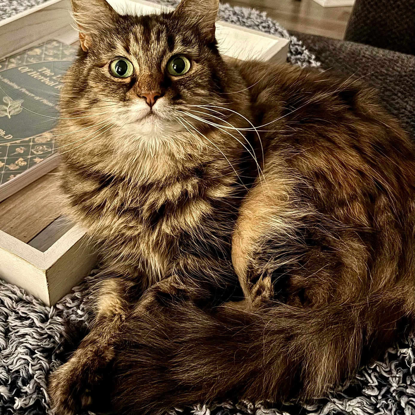 Mittens joined the competition — help win amazing prizes! abyssinian, angora, animal, architecture, building, cat, chair, couch, cushion, furniture, hardwood, homedecor, indoors, interiordesign, kitten, livingroom, manx, pet, room, wood