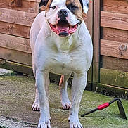 Baloo participe au concours pour gagner de l'argent avec cette photo : dog, bulldog, pet, backyard, wooden_fence, concrete, paws, tongue, smiling, standing, outdoor, companion, white_coat, brown_patch, happy, close_up, garden_tool, hoe, fence_panels, portrait