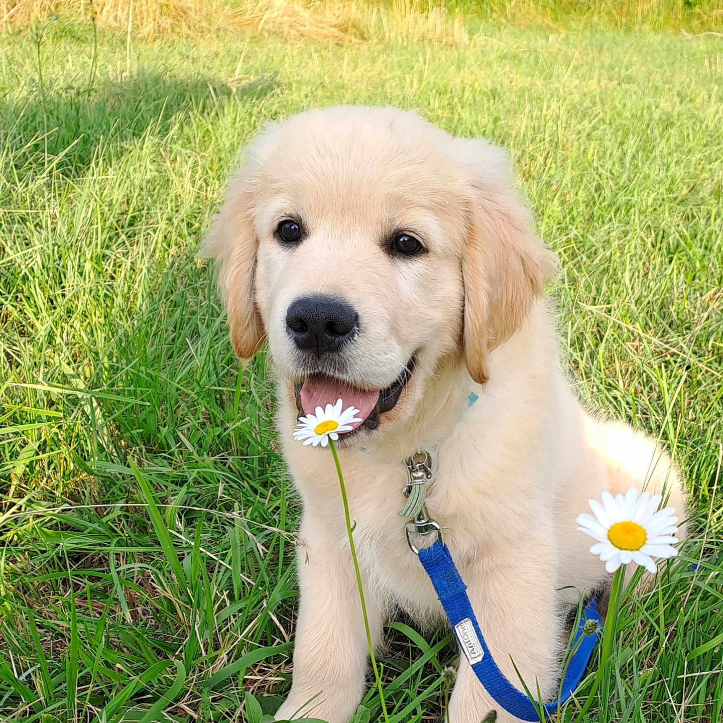 Valco a rejoint le concours — aidez-le/la à gagner de superbes lots ! accessories, animal, canine, daisy, dog, field, flower, goldenretriever, grass, grassland, herbal, herbs, nature, outdoors, pet, petal, plant, puppy, strap, whitedog