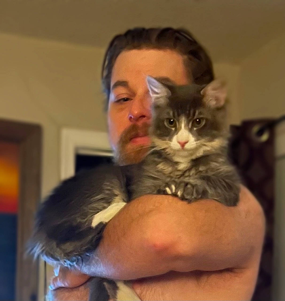 Ovechkin joined the competition — help win amazing prizes! beard, bed, carnivore, cat, claw, comfort, domestic_short_haired_cat, ear, facial_hair, felidae, fur, gesture, hug, lap, moustache, nail, paw, sitting, small_to_medium_sized_cats, whiskers