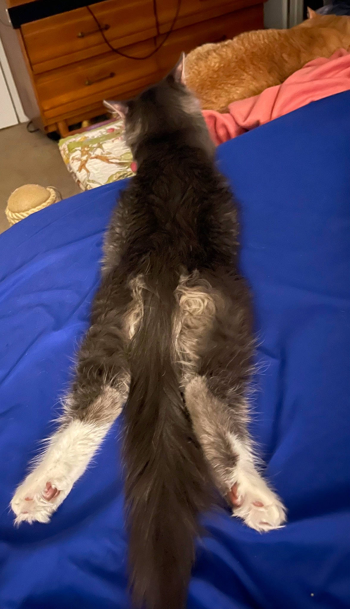 Ovechkin joined the competition — help win amazing prizes! box, canidae, carnivore, claw, companion_dog, dog_breed, electric_blue, felidae, fur, gesture, human_leg, lap, paw, room, shipping_box, small_to_medium_sized_cats, sporting_group, tail, whiskers, wing