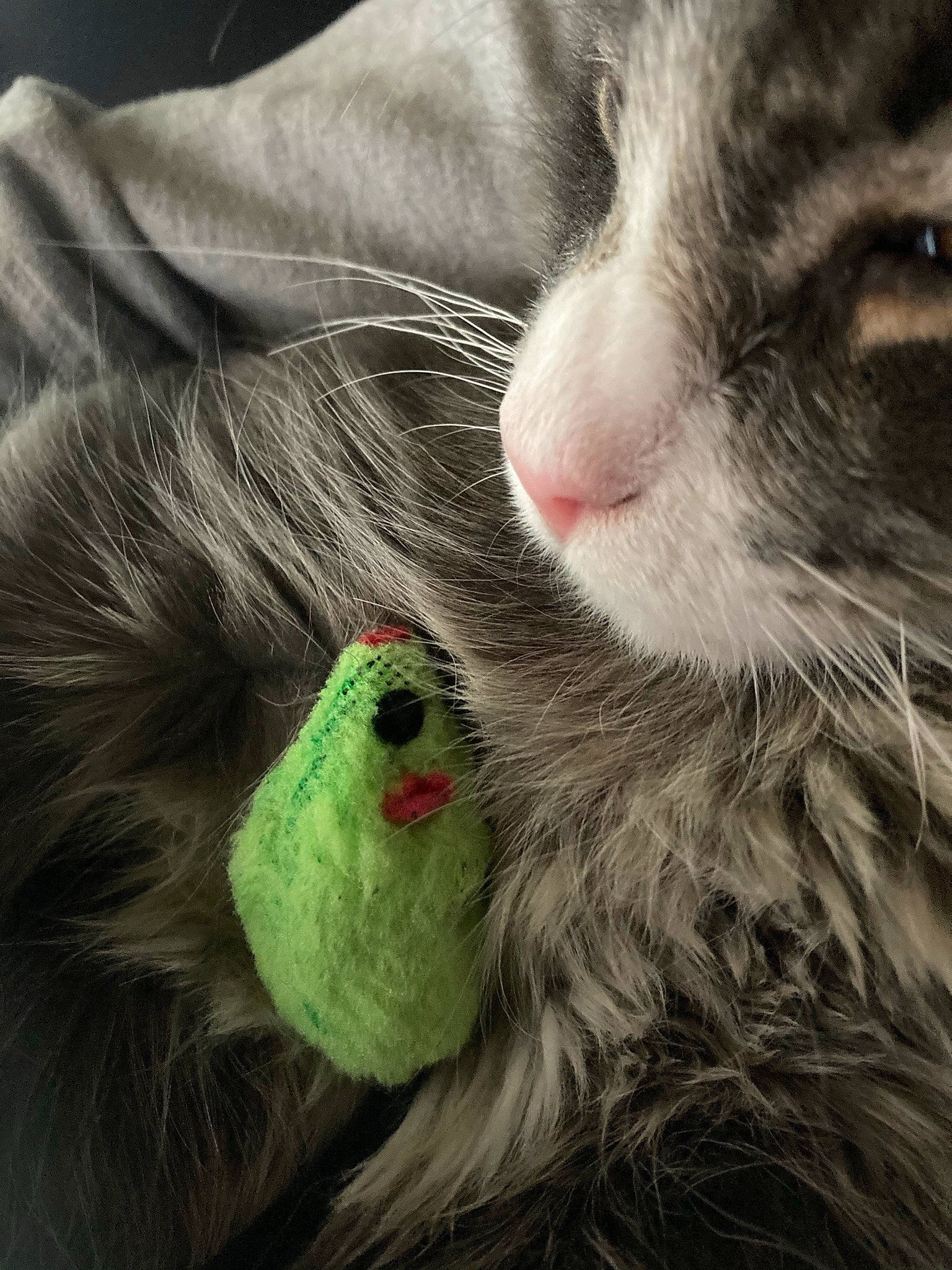 Ovechkin is registered to the contest to win money with this photo: carnivore, cat, claw, comfort, domestic_short_haired_cat, felidae, fur, grass, grey, house, macro_photography, nap, paw, sky, small_to_medium_sized_cats, snout, tail, terrestrial_animal, whiskers, wool