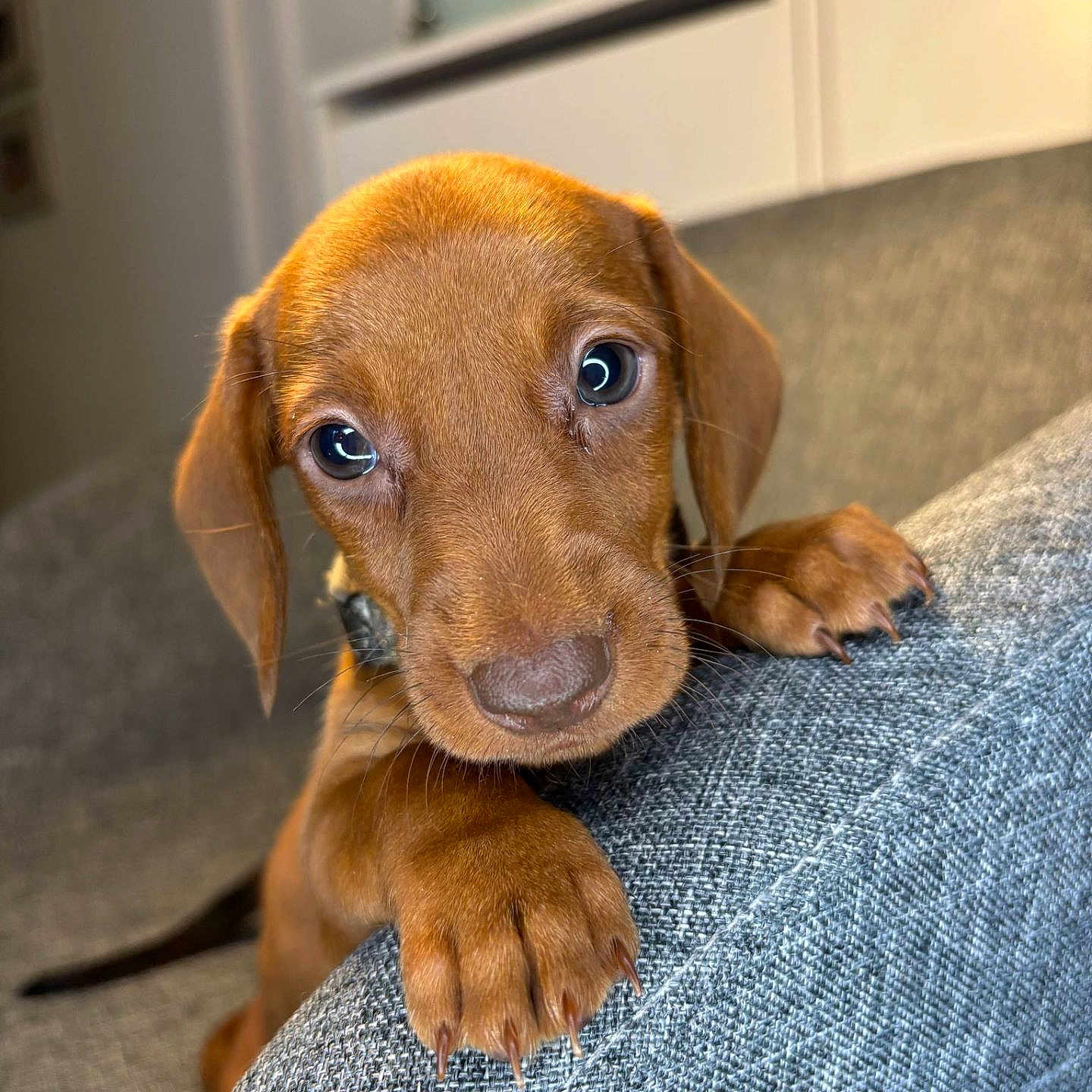 Ficelle a rejoint le concours — aidez-le/la à gagner de superbes lots ! animal, beagle, canine, couch, dog, dogbed, furniture, goldenretriever, hound, labradorretriever, pet, pointer, puppy, snout