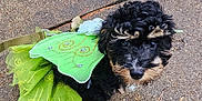 Mayor is registered to the contest to win money with this photo: adorable, animal, black_dog, costume, curious, curly_hair, cute, decorative, dog, green_wings, leash, looking_up, outdoor, pavement, pet, playful, puppy, small_dog, tutu, young_dog