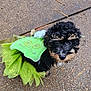Mayor is registered to the contest to win money with this photo: puppy, dog, costume, green_wings, tutu, curly_hair, black_dog, outdoor, pavement, leash, pet, cute, small_dog, animal, looking_up, curious, decorative, playful, young_dog, adorable