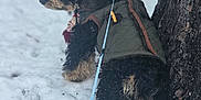 Mayor is registered to the contest to win money with this photo: dog, snow, winter_clothing, hat, leash, tree, outdoor, cold_weather, pet, canine, fur, black_dog, curious, nature, winter, snowy_ground, walking, animal, coat, festive