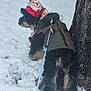 Mayor is registered to the contest to win money with this photo: dog, snow, winter_clothing, hat, leash, tree, outdoor, cold_weather, pet, canine, fur, black_dog, curious, nature, winter, snowy_ground, walking, animal, coat, festive