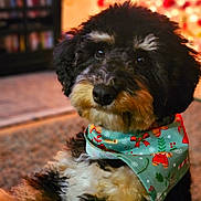 Mayor is registered to the contest to win money with this photo: dog, pet, indoor, holiday, bandana, festive, cute, fluffy, cozy, warm_lighting, carpet, blurred_background, black_fur, white_fur, brown_fur, portrait, animal, companion, domestic, friendly