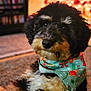 dog, pet, indoor, holiday, bandana, festive, cute, fluffy, cozy, warm_lighting, carpet, blurred_background, black_fur, white_fur, brown_fur, portrait, animal, companion, domestic, friendly