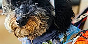 Mayor is registered to the contest to win money with this photo: dog, curly_hair, hat, floral_shirt, pet, indoor, hand, rainbow_wristband, black_fur, gray_fur, close_up, portrait, animal, cute, domestic_animal, canine, clothing, colorful, accessory, looking_away