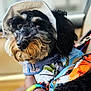 dog, curly_hair, hat, floral_shirt, pet, indoor, hand, rainbow_wristband, black_fur, gray_fur, close_up, portrait, animal, cute, domestic_animal, canine, clothing, colorful, accessory, looking_away