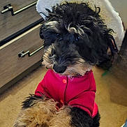 Mayor is registered to the contest to win money with this photo: dog, fluffy, black_and_tan, pink_jacket, white_hat, indoor, carpet, furniture, cabinet, paws, pet, cute, curious, standing, closeup, fur, canine, domestic_animal, adorable, cozy