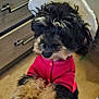 Mayor is registered to the contest to win money with this photo: dog, fluffy, black_and_tan, pink_jacket, white_hat, indoor, carpet, furniture, cabinet, paws, pet, cute, curious, standing, closeup, fur, canine, domestic_animal, adorable, cozy