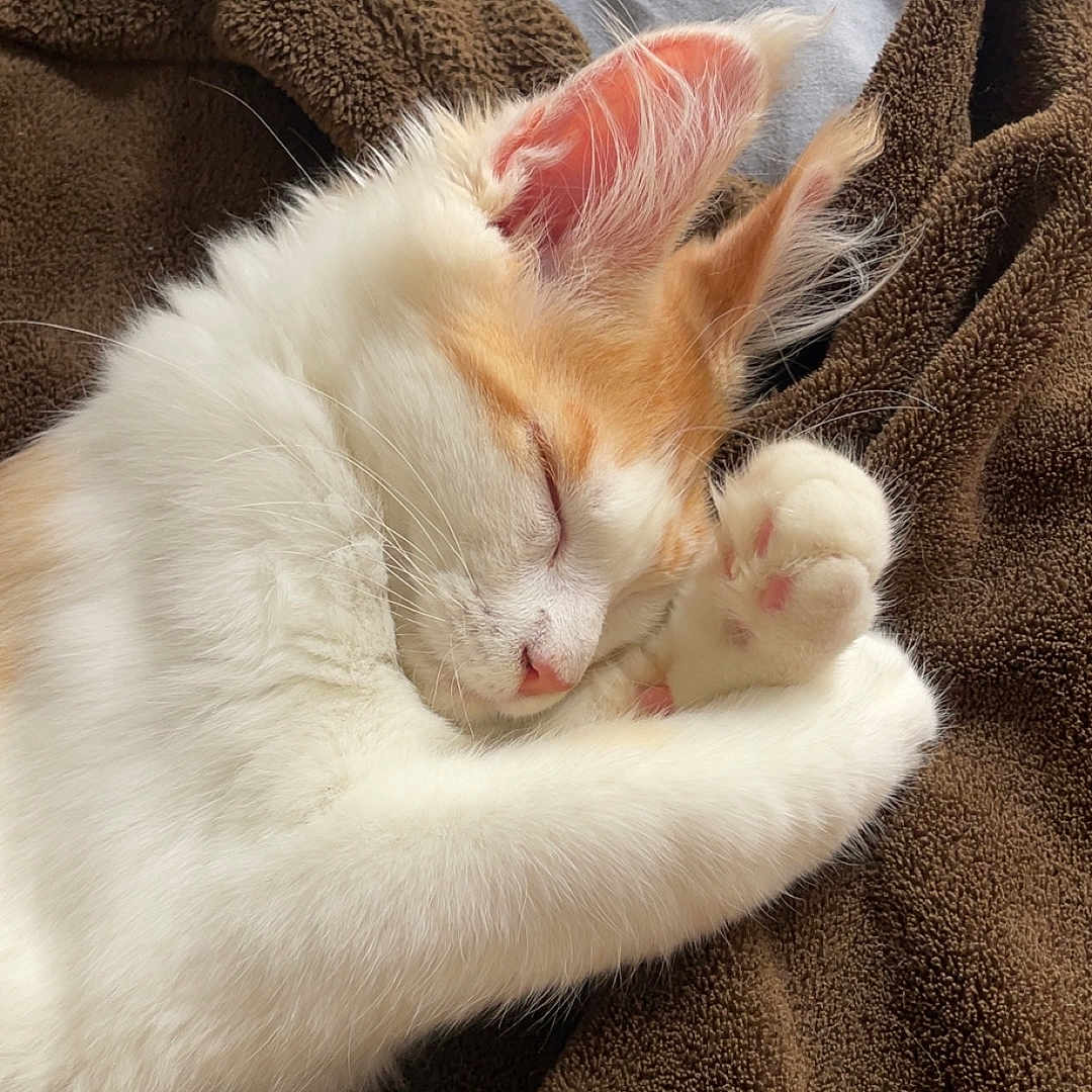 Wil participe au concours pour gagner de l'argent avec cette photo : abyssinian, angora, animal, bed, blanket, cat, couch, furniture, homedecor, kitten, linen, manx, person, pet, quilt, siamese, sleeping, towel