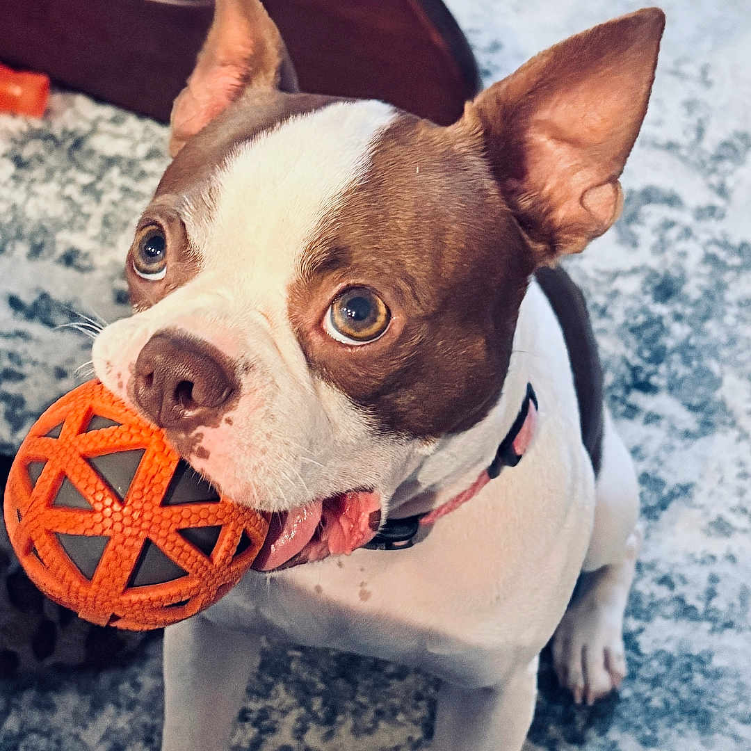 Molly