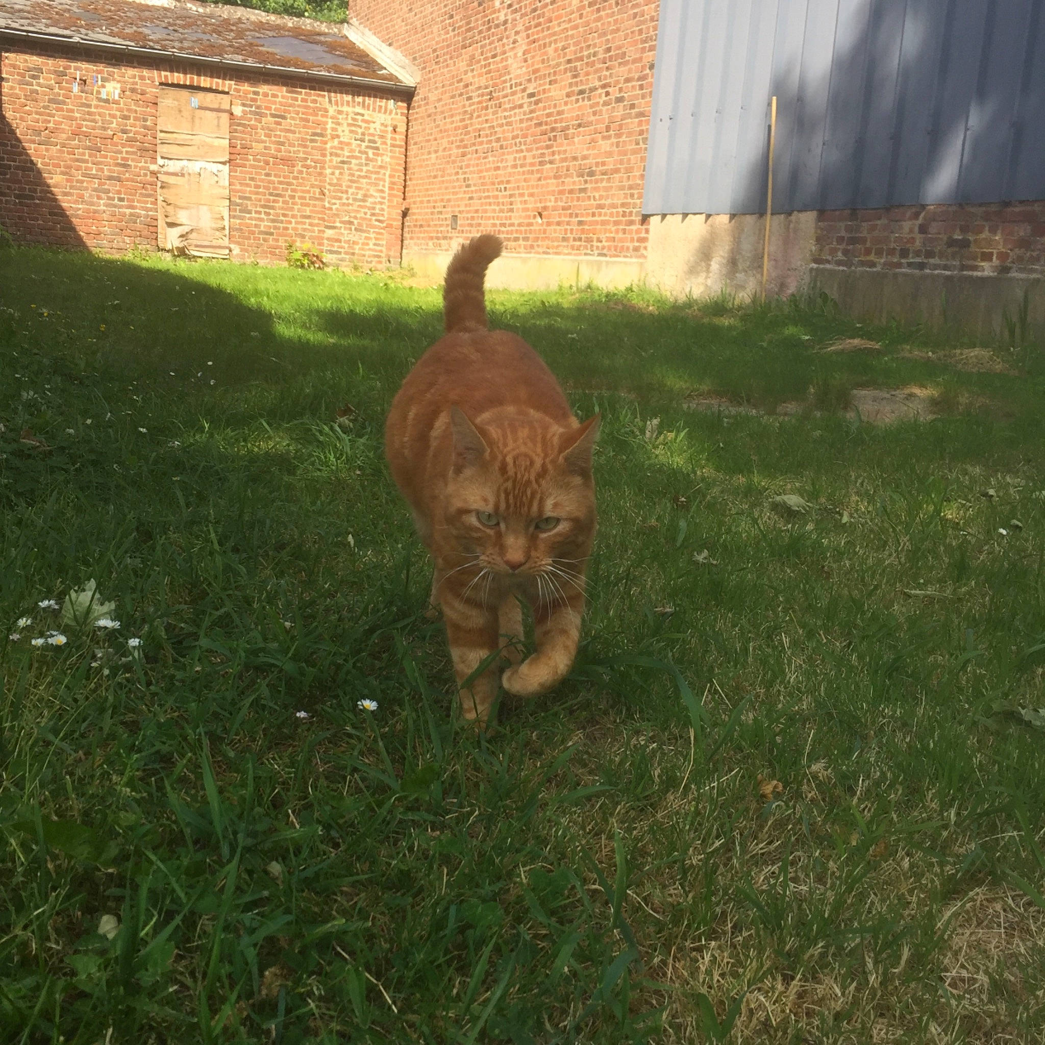 Rouquin participe au concours pour gagner de l'argent avec cette photo : canidae, carnivore, dog, dog_breed, fawn, grass, lawn, plant, shar_pei, sporting_group, tail