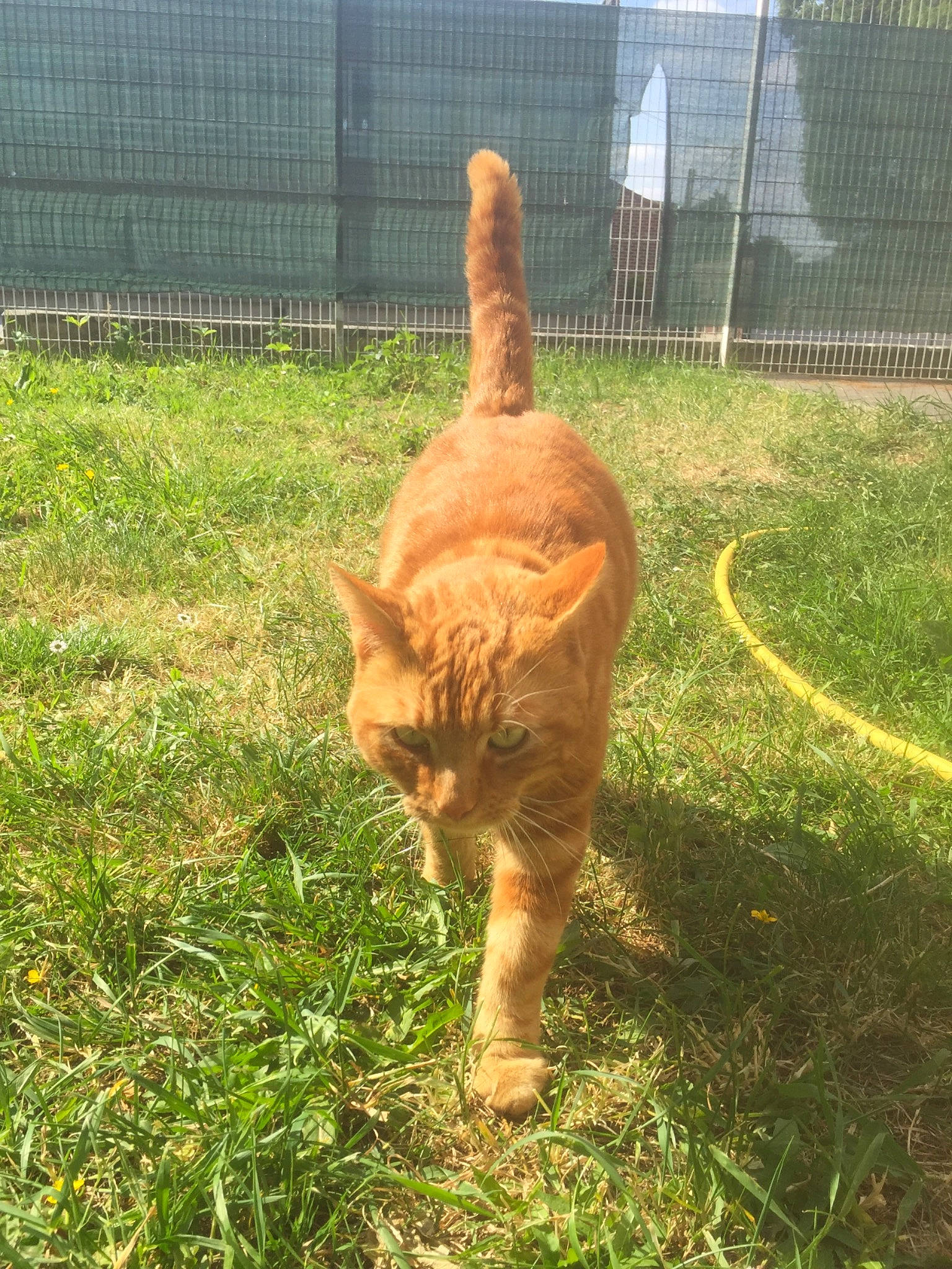 Rouquin a rejoint le concours — aidez-le/la à gagner de superbes lots ! carnivore, cat, domestic_short_haired_cat, fawn, felidae, german_rex, grass, organism, plant, small_to_medium_sized_cats, tabby_cat, tail, terrestrial_animal, whiskers