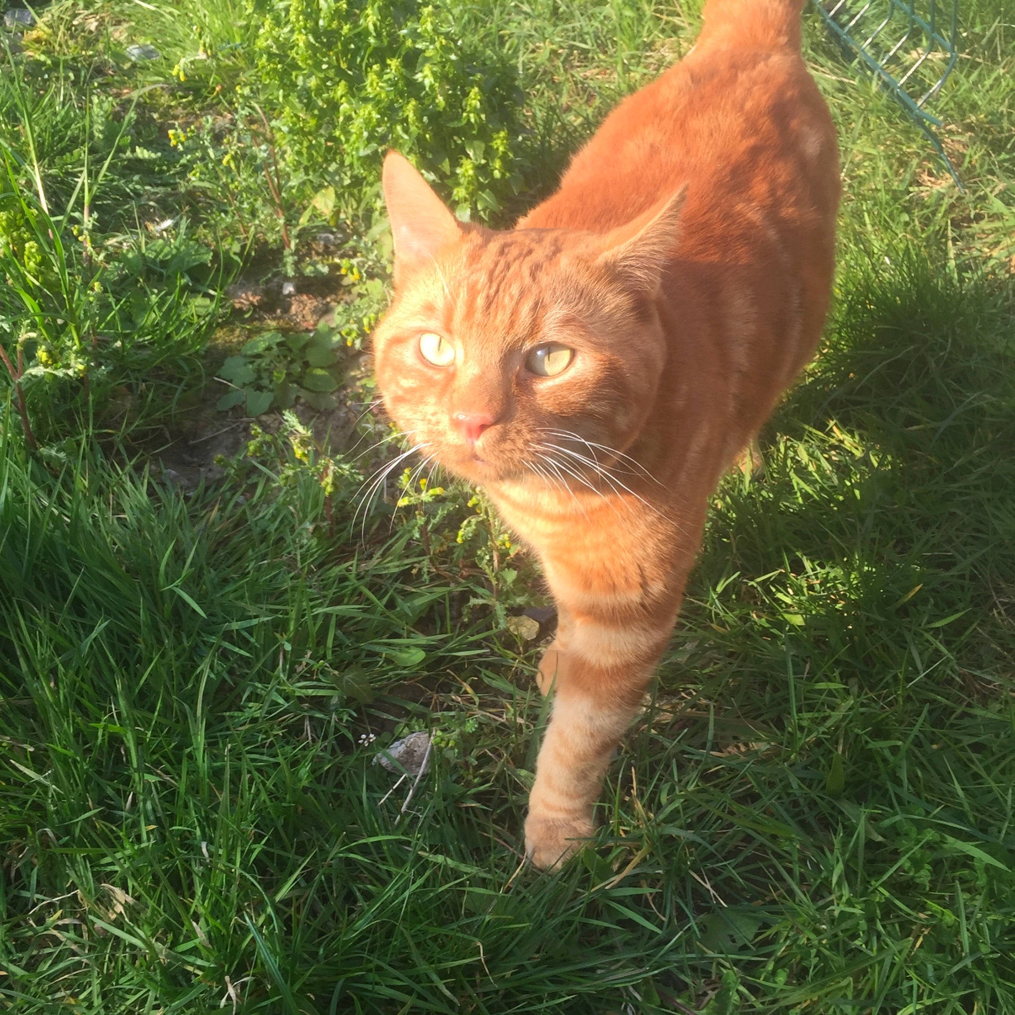 Rouquin a rejoint le concours — aidez-le/la à gagner de superbes lots ! carnivore, cat, domestic_short_haired_cat, european_shorthair, fawn, felidae, fur, german_rex, grass, organism, plant, small_to_medium_sized_cats, tabby_cat, tail, tree, whiskers, wild_cat