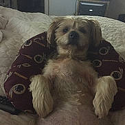 Ronnie joined the competition — help win amazing prizes! bed, bedding, bedroom, blanket, brown_and_white, cozy, cute, dog, fluffy, front_view, home, indoor, long_hair, low_light, pet, portrait, remote_control, shih_tzu, sitting, small_dog