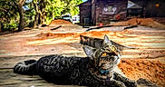 Hazel is registered to the contest to win money with this photo: amber_eyes, animal, building, cat, collar, curious, daylight, feline, looking_up, nature, outdoor, pet, resting, rustic, sunlight, tabby_cat, texture, trees, whiskers, wooden_plank