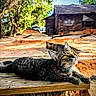 cat, tabby_cat, outdoor, wooden_plank, sunlight, trees, building, amber_eyes, animal, pet, curious, feline, nature, resting, daylight, texture, whiskers, collar, looking_up, rustic