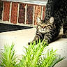 Hazel is registered to the contest to win money with this photo: cat, tabby, stretching, porch, brick_wall, door, concrete, plant, foliage, greenery, outdoor, pet, animal, whiskers, ears, fur, sunlight, relaxation, home, nature