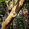 Hazel joined the competition — help win amazing prizes! cat, tabby, tree, branch, nature, outdoor, wildlife, animal, greenery, foliage, shadow, sunlight, climbing, predator, forest, mammal, whiskers, alert, camouflage, daylight