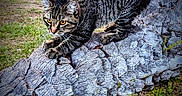 Hazel is registered to the contest to win money with this photo: cat, tabby_cat, animal, outdoor, grass, tree, log, nature, wildlife, fur, whiskers, eyes, paws, mammal, predator, crouching, alert, texture, wood, closeup