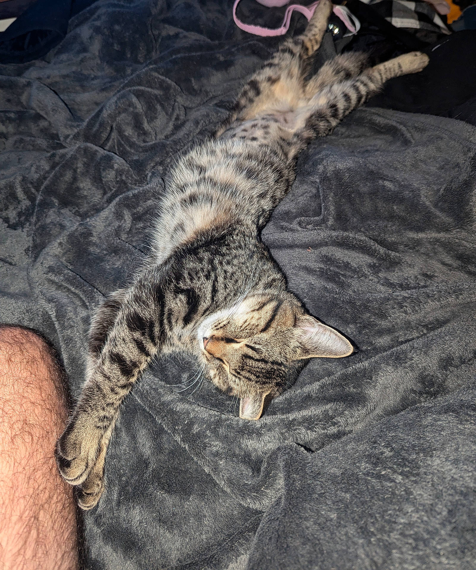 Hazel is registered to the contest to win money with this photo: animal, blanket, cat, comfort, cozy, cute, feline, fur, gray_blanket, indoor, nap, paw, pet, relaxed, resting, sleeping, soft_texture, stretching, tabby_cat, whiskers