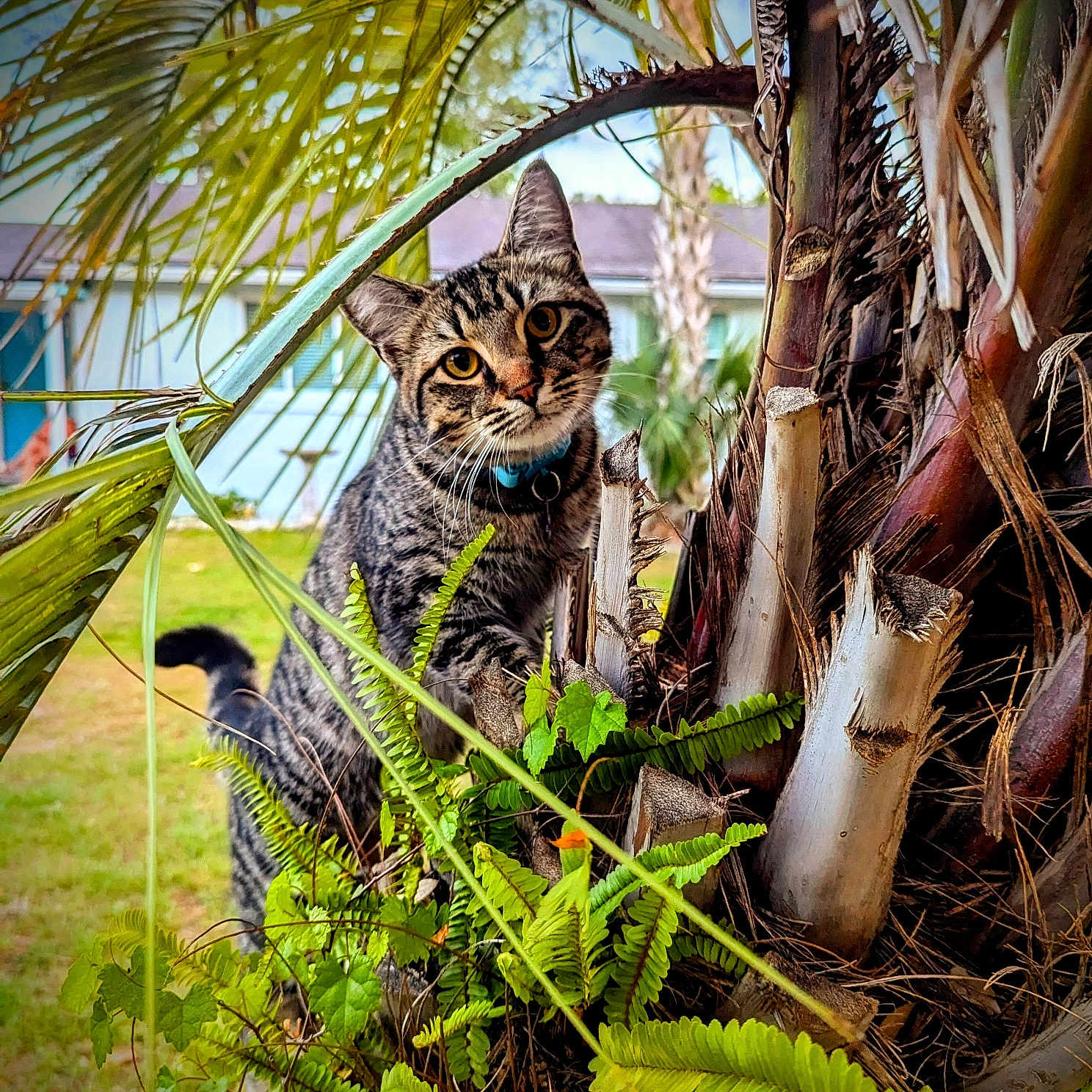 Hazel
