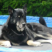 Rex participe au concours pour gagner de l'argent avec cette photo :