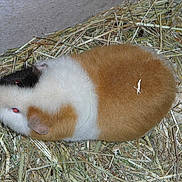 Johnny a rejoint le concours — aidez-le/la à gagner de superbes lots !