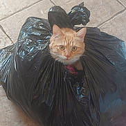 Mugzee is registered to the contest to win money with this photo: cat, orange_tabby, garbage_bag, kitchen_floor, tile, curious, pet, animal, indoor, cabinet, plastic, container, domestic, feline, looking_up, whiskers, ears, face, floor, messy