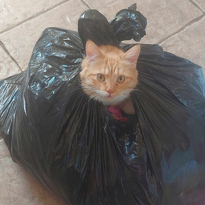 Mugzee is registered to the contest to win money with this photo: animal, cabinet, cat, container, curious, domestic, ears, face, feline, floor, garbage_bag, indoor, kitchen_floor, looking_up, messy, orange_tabby, pet, plastic, tile, whiskers