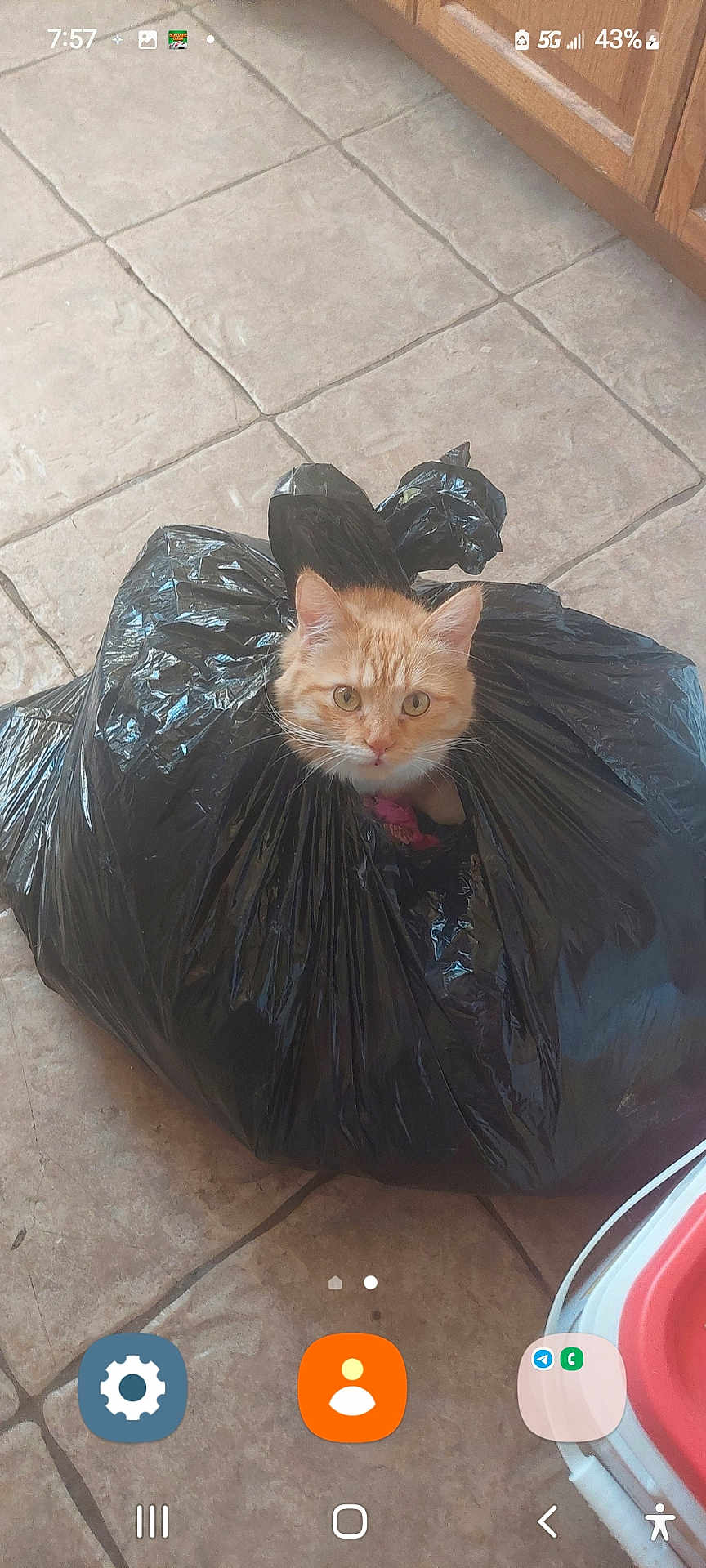 Mugzee is registered to the contest to win money with this photo: cat, orange_tabby, garbage_bag, kitchen_floor, tile, curious, pet, animal, indoor, cabinet, plastic, container, domestic, feline, looking_up, whiskers, ears, face, floor, messy