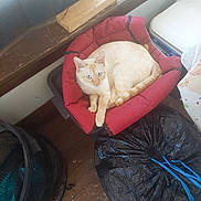 Flash joined the competition — help win amazing prizes! black_garbage_bag, blue_eyes, cat, cozy, cream_cat, curtain, daylight, domestic, feline, home, household, indoor, laundry_basket, light, pet_bed, red_cushion, relaxing, resting_cat, window, wooden_floor