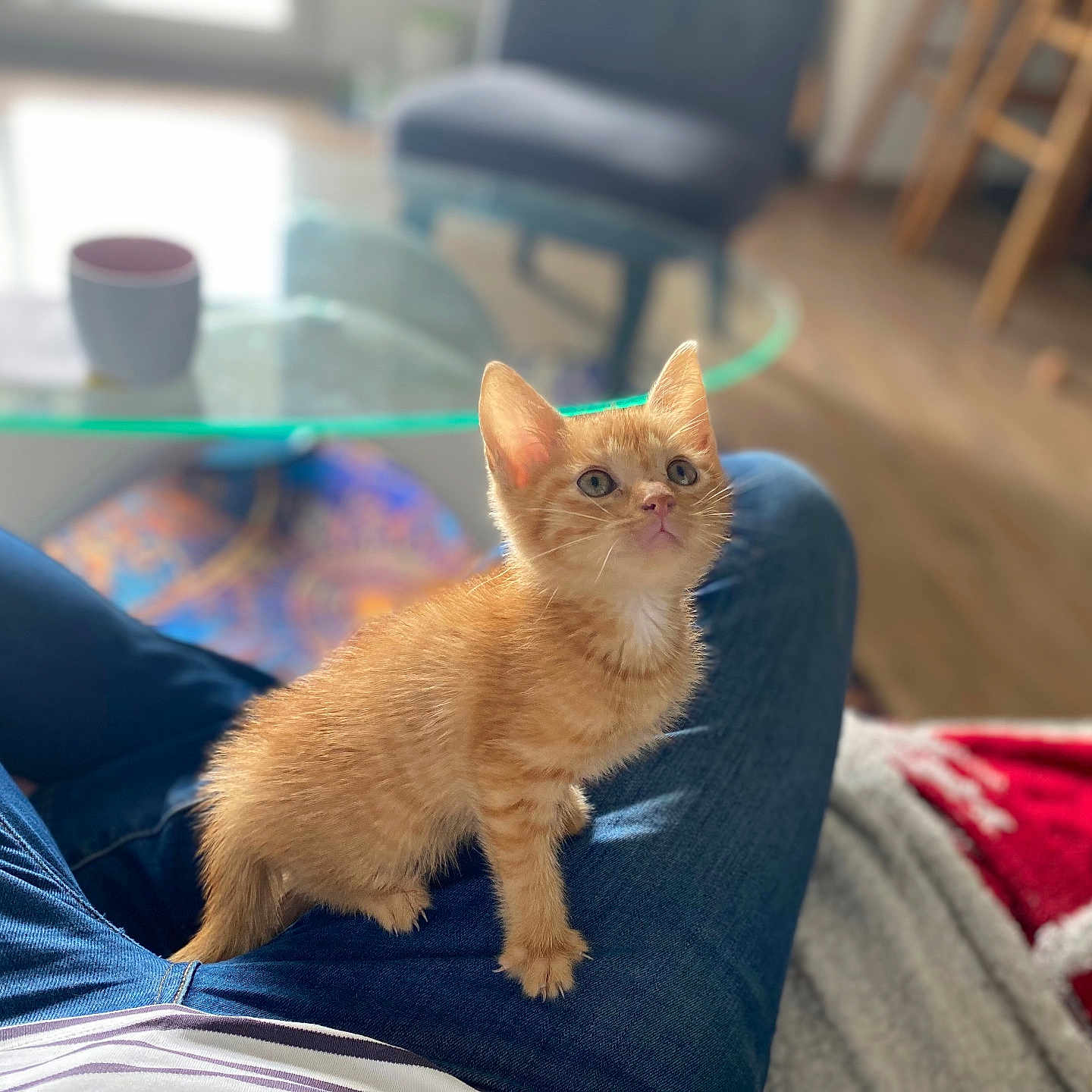 Moshi a rejoint le concours — aidez-le/la à gagner de superbes lots ! abyssinian, animal, architecture, beverage, building, cat, clothing, coffee, coffeecup, couch, furniture, indoors, kitten, livingroom, manx, pants, person, pet, room, wood