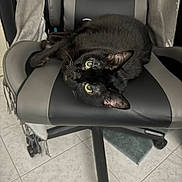 Moune a rejoint le concours — aidez-le/la à gagner de superbes lots ! black_cat, cat, chair, office_chair, indoor, pet, feline, tile_floor, gray, black, fur, whiskers, relaxed, looking_up, scarf, cozy, home, floor, animal, domestic