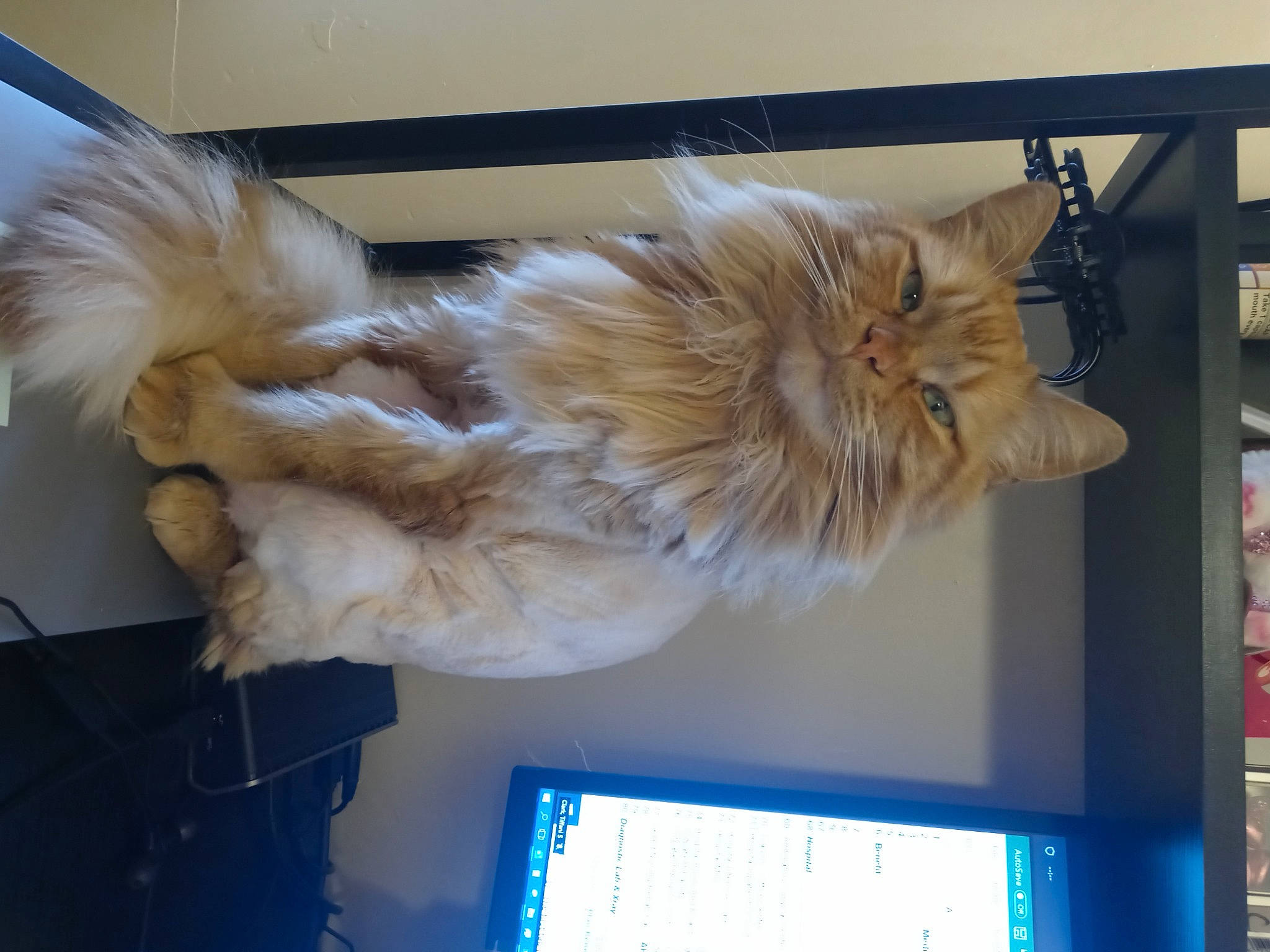 Eugene joined the competition — help win amazing prizes! carnivore, cat, claw, companion_dog, display_device, dog_breed, domestic_short_haired_cat, fawn, felidae, fur, maine_coon, paw, room, small_to_medium_sized_cats, snout, sporting_group, tail, television, whiskers, wing