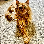 Eugene joined the competition — help win amazing prizes! cat, ginger_cat, fluffy, long_hair, pet, animal, feline, carpet, indoor, relaxed, paw, ears, whiskers, green_eyes, portrait, cute, mammal, domestic_animal, lying_down, close_up