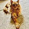 animal, carpet, cat, close_up, cute, domestic_animal, ears, feline, fluffy, ginger_cat, green_eyes, indoor, long_hair, lying_down, mammal, paw, pet, portrait, relaxed, whiskers