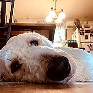 Kobe is registered to the contest to win money with this photo: dog, white_dog, curly_fur, lying_down, floor, indoor, kitchen, table, chair, refrigerator, photographs, magnets, chandelier, window, curtains, air_conditioner, fan, wooden_furniture, home, cozy