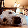 dog, white_dog, curly_fur, lying_down, floor, indoor, kitchen, table, chair, refrigerator, photographs, magnets, chandelier, window, curtains, air_conditioner, fan, wooden_furniture, home, cozy