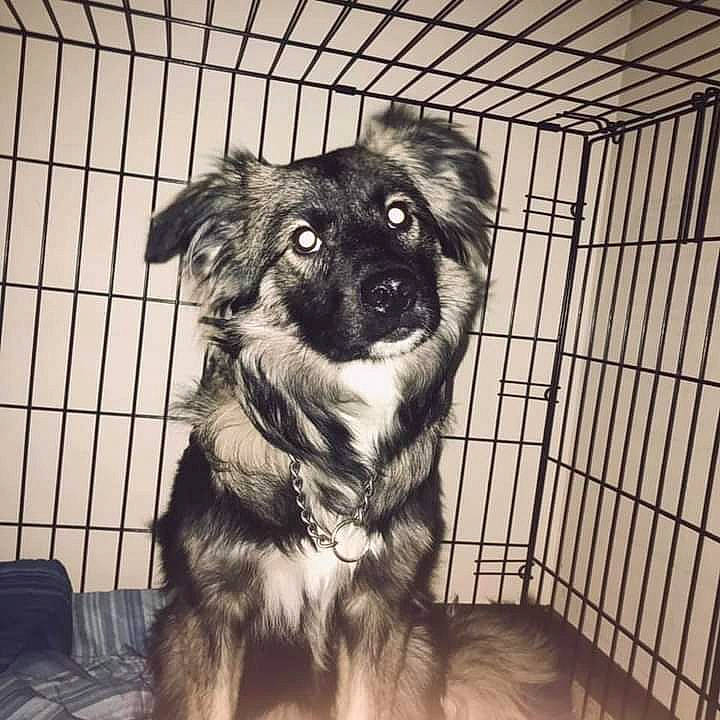 Grizzly joined the competition — help win amazing prizes! animal_shelter, cage, carnivore, companion_dog, dog, dog_breed, dog_crate, dog_supply, fur, metal, monochrome, monochrome_photography, pet_supply, puppy, snout, terrestrial_animal, toy_dog, whiskers, working_animal, working_dog