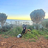 Viper a rejoint le concours — aidez-le/la à gagner de superbes lots ! dog, grass, rocky_ground, bush, tree, sea, sky, sunset, outdoor, nature, pet, animal, canine, toy, landscape, coast, smiling, happy, playful, daytime
