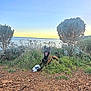 dog, grass, rocky_ground, bush, tree, sea, sky, sunset, outdoor, nature, pet, animal, canine, toy, landscape, coast, smiling, happy, playful, daytime