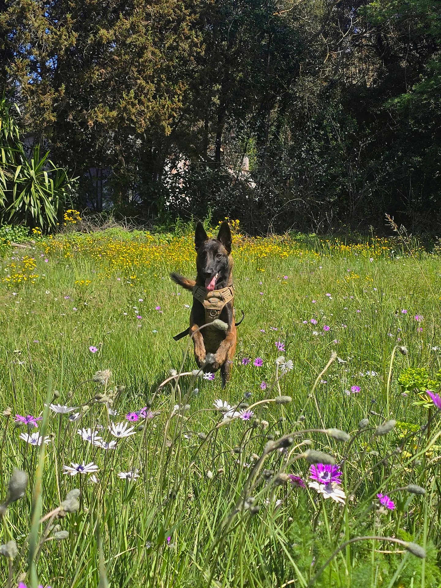 Viper participe au concours pour gagner de l'argent avec cette photo : dog, jumping, meadow, wildflowers, grass, nature, outdoor, greenery, trees, sunlight, playful, canine, animal, field, spring, summer, happy, pet, tongue_out, ears_up